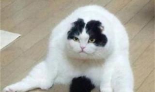 男人旺运的头像照片 男人旺运的头像照片